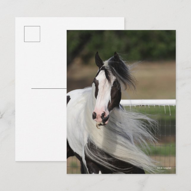 Bob Langrish | Rödning av zigenarvanner Headshot M Vykort (Fram/baksida)