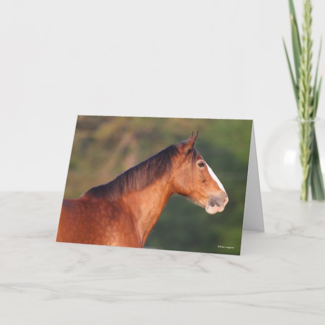 Bob Langrish | Rubrik för Bay Clydesdale Kort (Framsida)