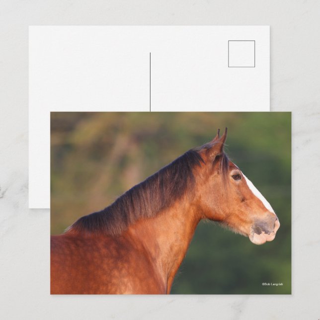 Bob Langrish | Rubrik för Bay Clydesdale Vykort (Fram/baksida)