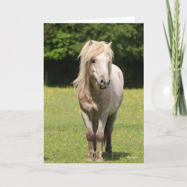 Bob Langrish | Shetland Pony Kort (Framsida)