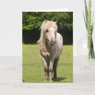 Bob Langrish Shetland Pony Kort