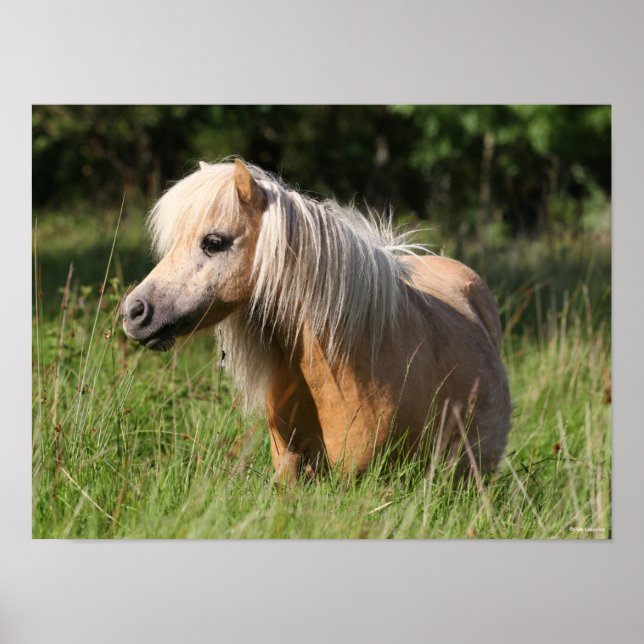Bob Langrish Shetland Pony permanent i Long Grass Poster (Framsidan)