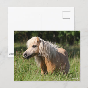 Bob Langrish Shetland Pony permanent i Long Grass Vykort
