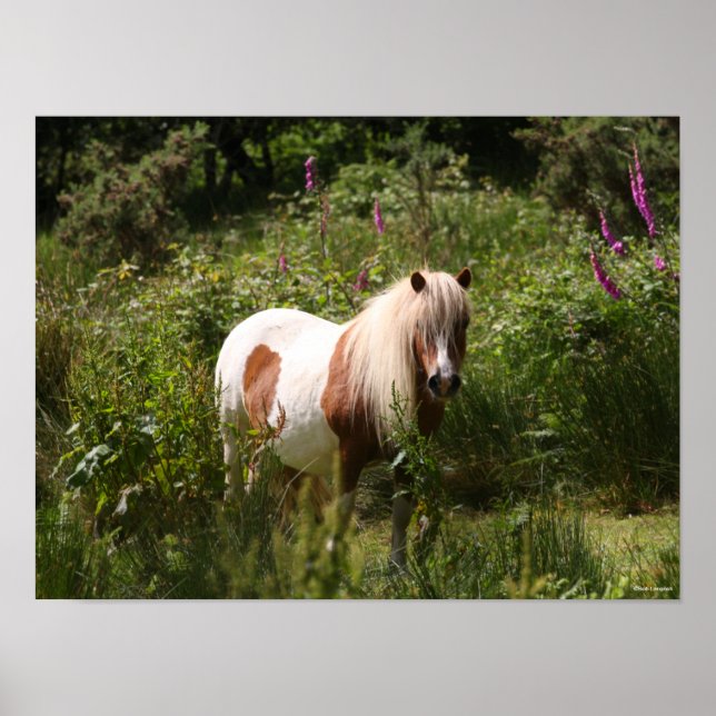 Bob Langrish | Shetland Pony Permanent in Flowers Poster (Framsidan)