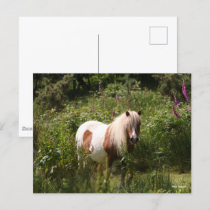 Bob Langrish Shetland Pony Permanent in Flowers Vykort