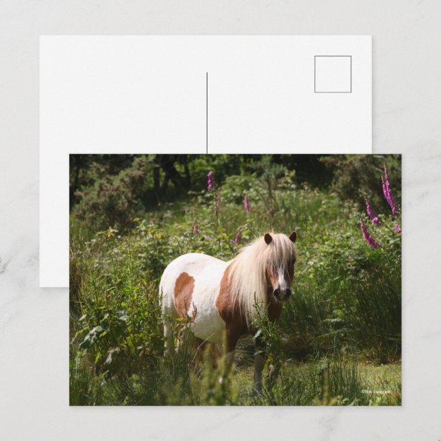Bob Langrish | Shetland Pony Permanent in Flowers Vykort (Fram/baksida)