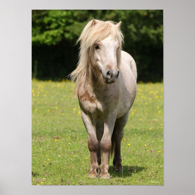Bob Langrish | Shetland Pony Poster (Framsidan)