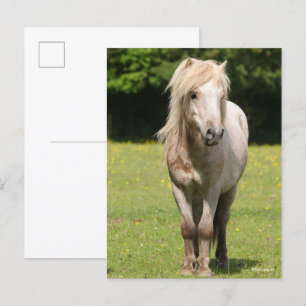 Bob Langrish Shetland Pony Vykort