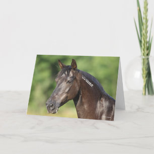 Bob Langrish Spansk Mustang Mare Headshot Kort