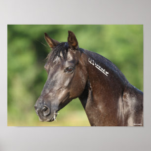 Bob Langrish   Spansk Mustang Mare Headshot Poster