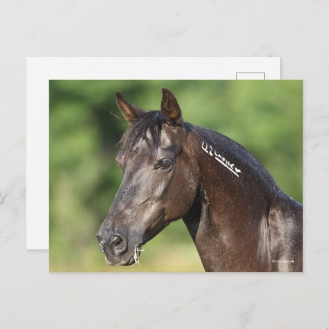 Bob Langrish | Spansk Mustang Mare Headshot Vykort (Fram/baksida)