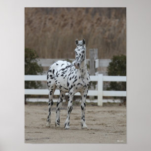 Bob Langrish Spotty Appaloosa Friesian Poster
