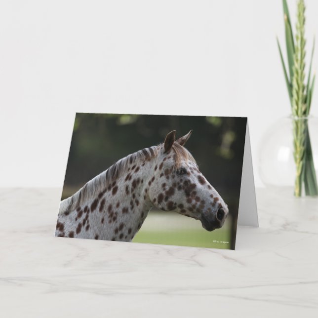 Bob Langrish | Spotty Appaloosa Headshot Kort (Framsida)
