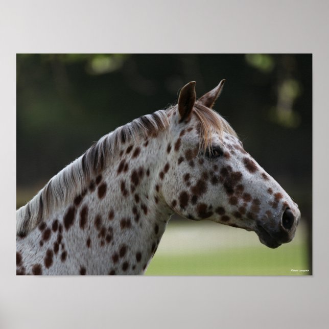 Bob Langrish | Spotty Appaloosa Headshot Poster (Framsidan)