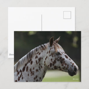 Bob Langrish Spotty Appaloosa Headshot Vykort