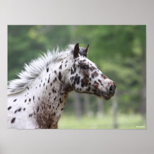 Bob Langrish Spotty Knapstrupper Headshot Poster