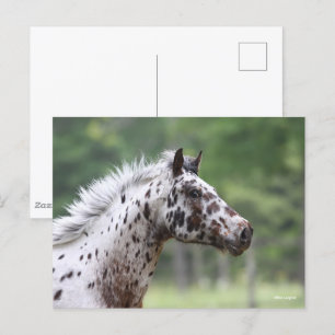 Bob Langrish Spotty Knapstrupper Headshot Vykort