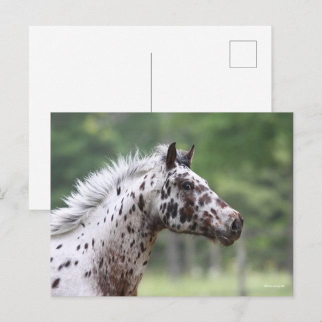 Bob Langrish | Spotty Knapstrupper Headshot Vykort (Fram/baksida)