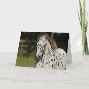 Bob Langrish Spotty Pony America Headshot Kort