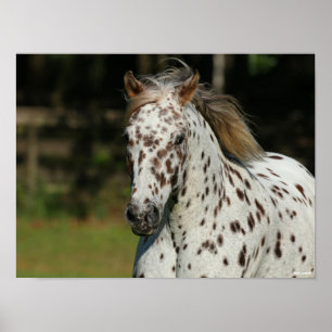Bob Langrish Spotty Pony America Headshot Poster