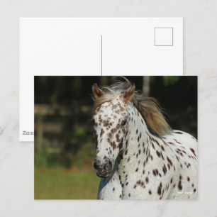 Bob Langrish Spotty Pony America Headshot Vykort