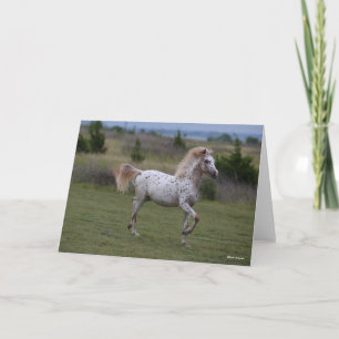 Bob Langrish   Spotty Pony Amerika Kort