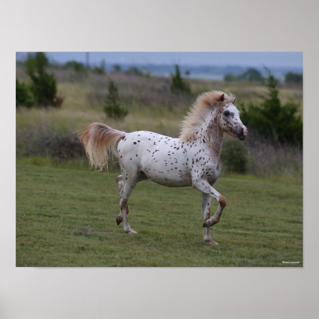 Bob Langrish | Spotty Pony Amerika Poster (Framsidan)