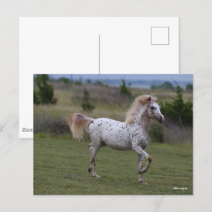 Bob Langrish   Spotty Pony Amerika Vykort