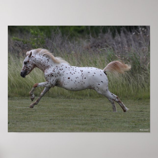Bob Langrish | Spotty Pony Leaping Poster (Framsidan)