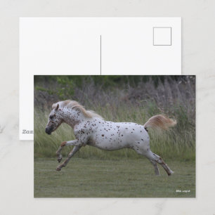Bob Langrish Spotty Pony Leaping Vykort