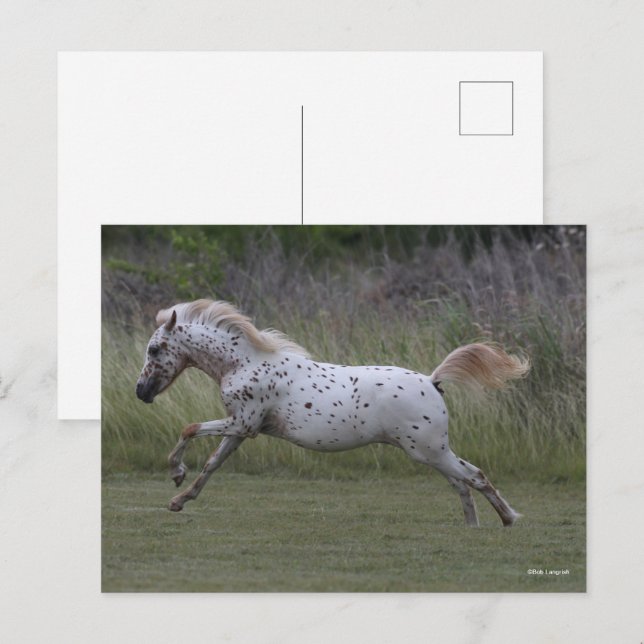 Bob Langrish | Spotty Pony Leaping Vykort (Fram/baksida)