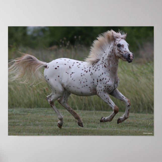 Bob Langrish | Spotty Pony of America Running Poster (Framsidan)