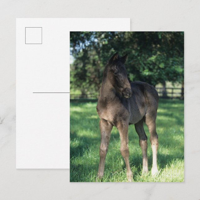 Bob Langrish | Stående föl i Fält Vykort (Fram/baksida)