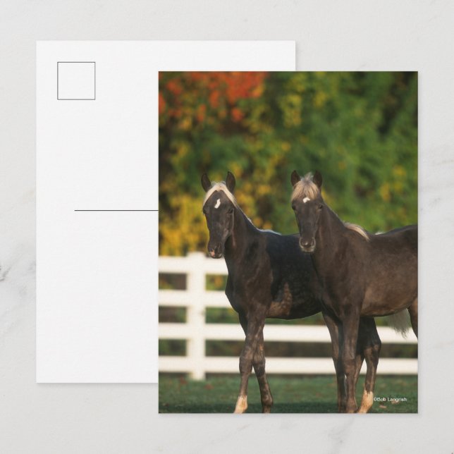 Bob Langrish | Stående två Rocky Mountain Fots Vykort (Fram/baksida)