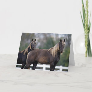Bob Langrish   Stående två Rocky Mountain Horses Kort