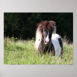 Bob Langrish Stallion Stallion Stallon Stallon G Poster