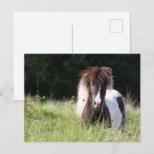 Bob Langrish | Stallion Stallion Stallon Stallon G Vykort (Fram/baksida)