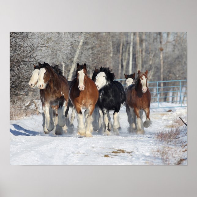 Bob Langrish | Stam av Clydesdales i Snö Poster (Framsidan)