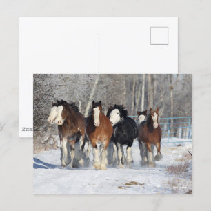 Bob Langrish   Stam av Clydesdales i Snö Vykort