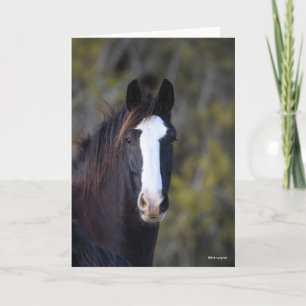 Bob Langrish Strålning av Shire Horse Kort