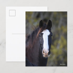 Bob Langrish Strålning av Shire Horse Vykort