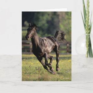 Bob Langrish Svart armblodstallion Running Kort