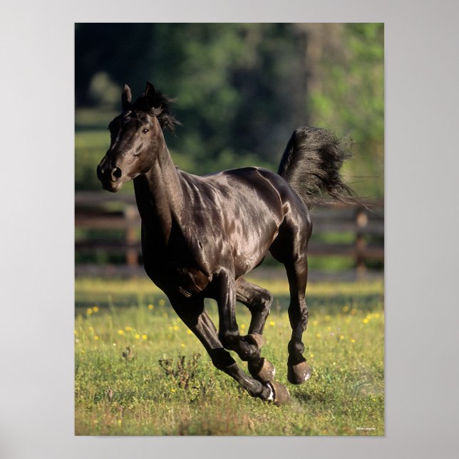 Bob Langrish | Svart armblodstallion Running Poster (Framsidan)