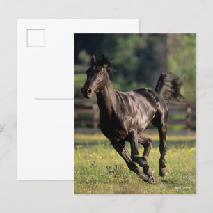 Bob Langrish Svart armblodstallion Running Vykort