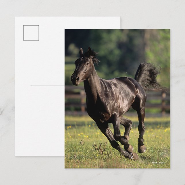 Bob Langrish | Svart armblodstallion Running Vykort (Fram/baksida)