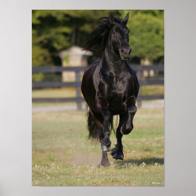 Bob Langrish | Svart frisisk mare som körs Poster (Framsidan)