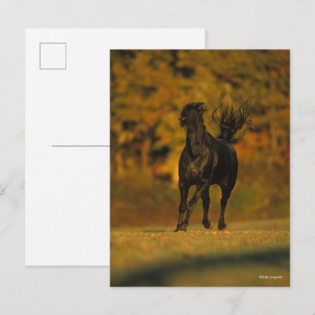 Bob Langrish | Svart frisisk på hösten Vykort (Fram/baksida)