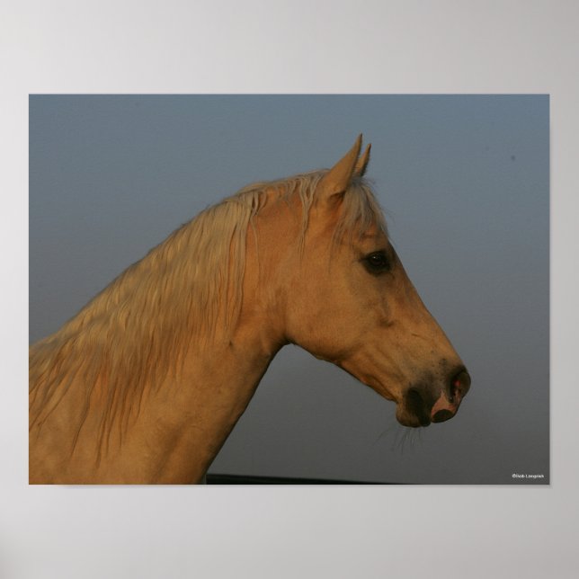 Bob Langrish | Tennessee Walker Misty Headshot Poster (Framsidan)
