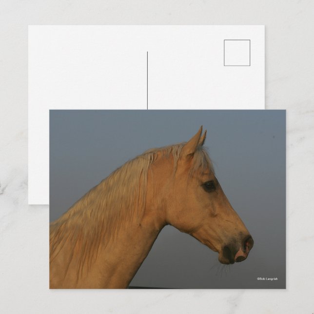 Bob Langrish | Tennessee Walker Misty Headshot Vykort (Fram/baksida)