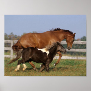 Bob Langrish Thoroughavin and Shetland Pony Poster